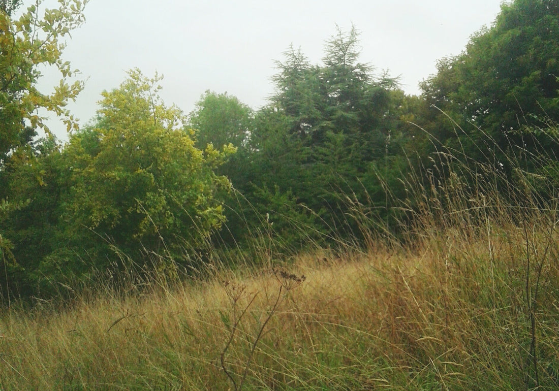 autumn grass and trees
